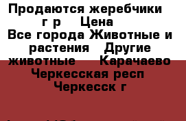 Продаются жеребчики 14,15 16 г.р  › Цена ­ 177 000 - Все города Животные и растения » Другие животные   . Карачаево-Черкесская респ.,Черкесск г.